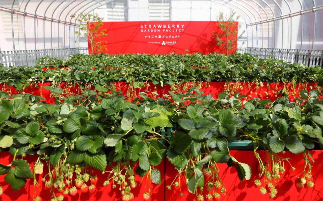 おさぜん農園様（京都府八幡市）新事業ブランドデザイン