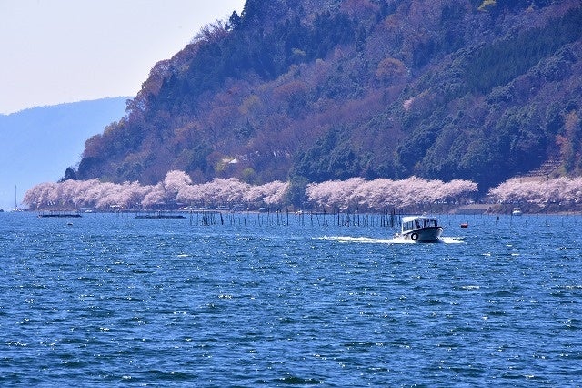 4月初旬満開の海津大崎桜並木