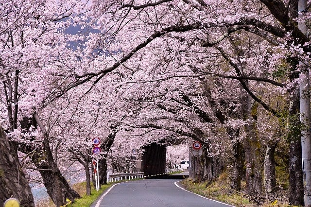 海津大崎桜桜並木