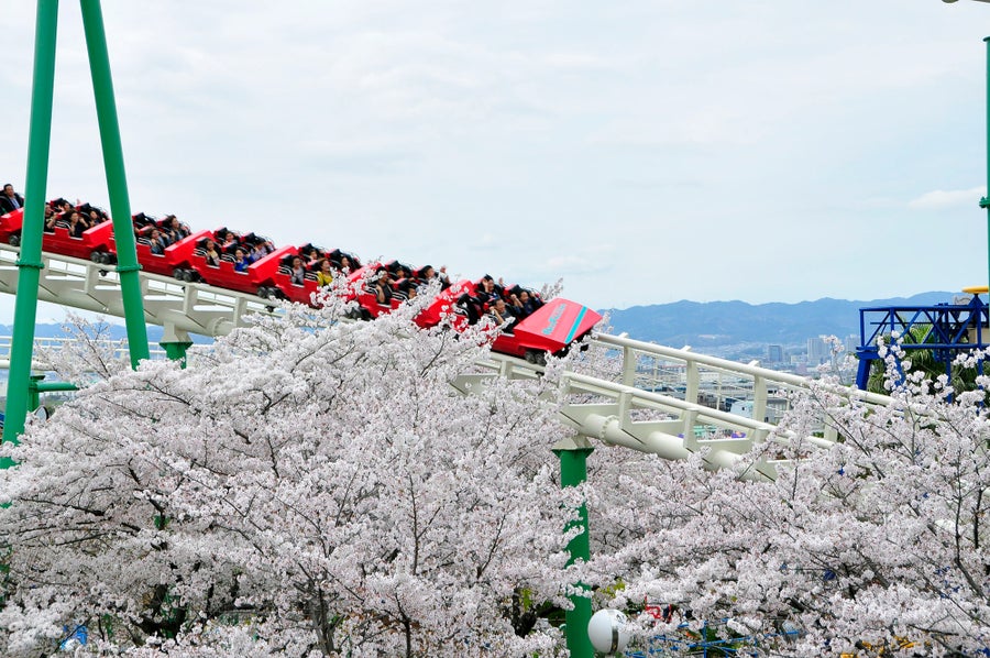 ひらかたパークのジェットコースターと満開の桜