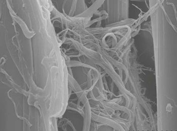 通常のシルク生地