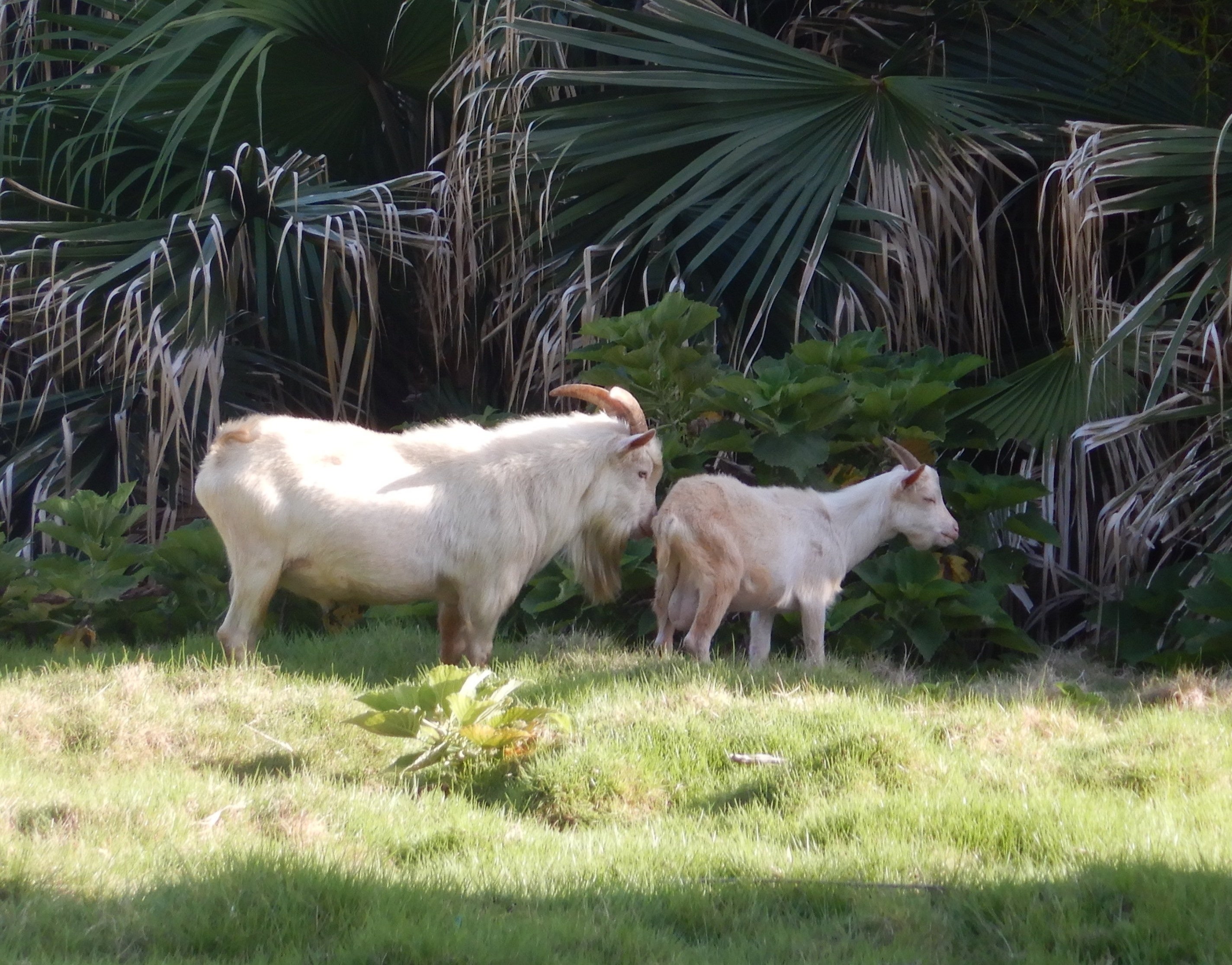 島内で見かけることの多い野生のトカラヤギ
