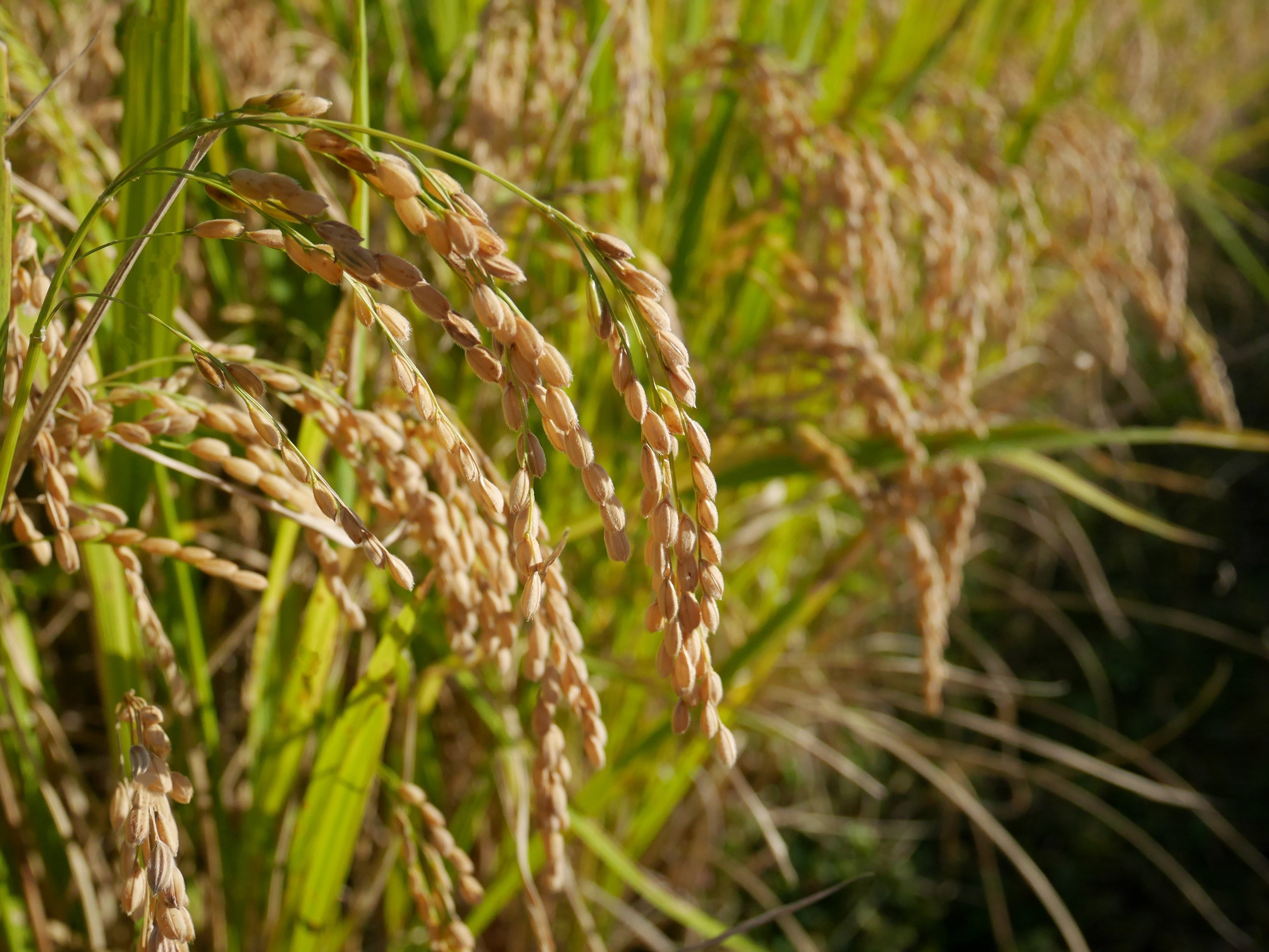 頭を垂れる「萌えいぶき」(10月撮影)