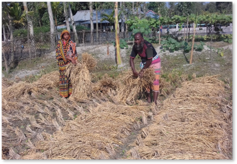 （アジクル撮影）現地の稲作の様子