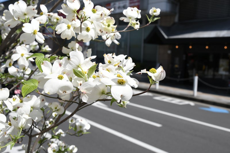 阪急みずき通りのハナミズキ