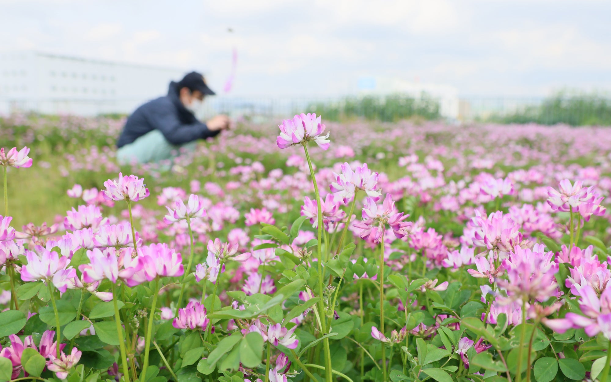 高槻市南部で約8.5ヘクタールのレンゲ畑が見ごろ迎える | 高槻市