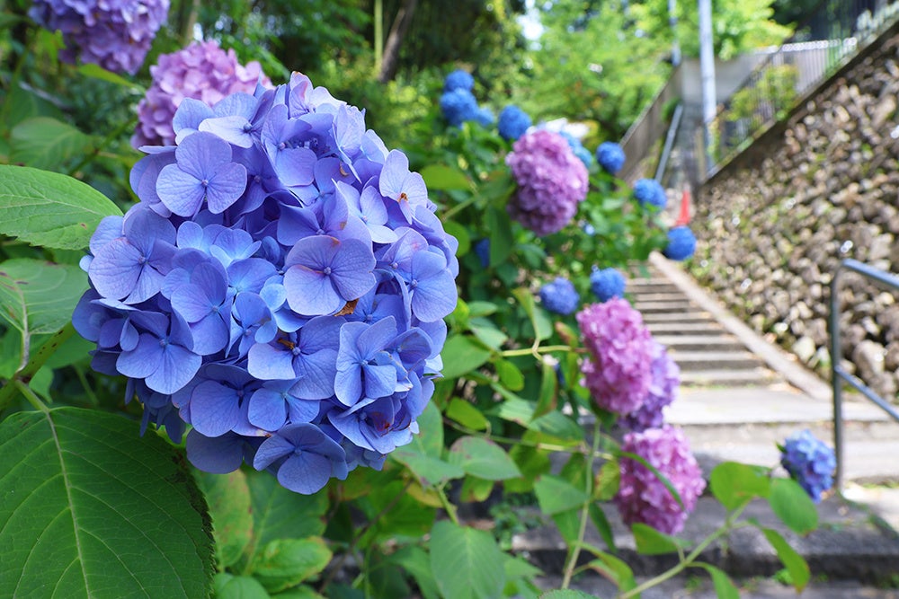 あじさい 梅雨入りを前に高槻市内で色とりどりのアジサイが花開く | 高槻市の