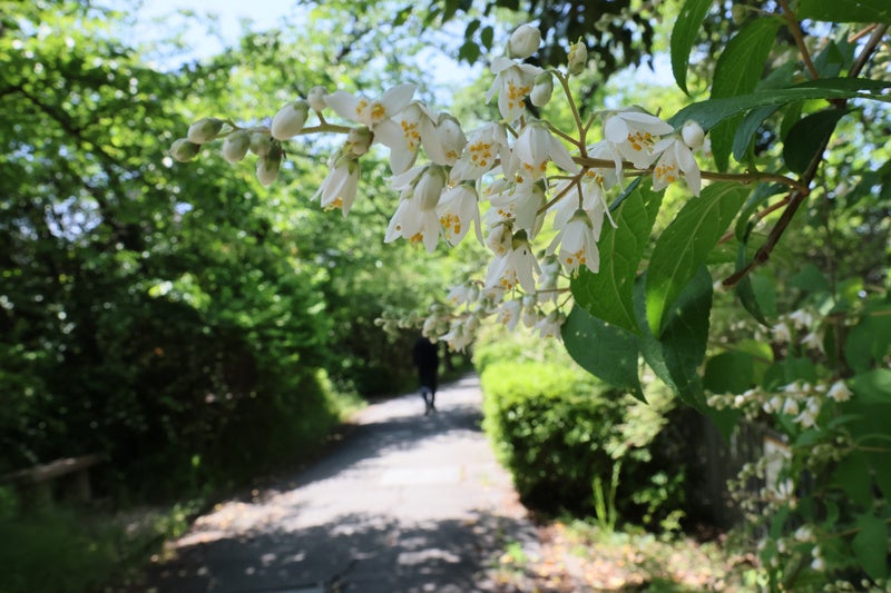 玉川の里のウノハナ