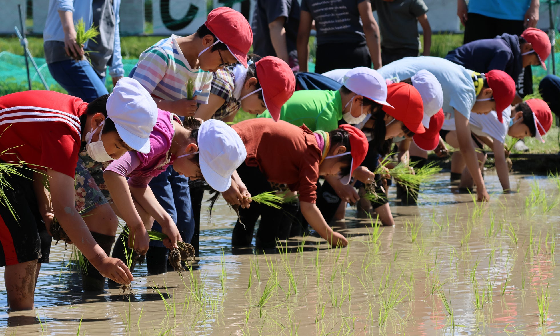 山間地域の高槻市立樫田小学校で一足早い田植え体験 | 高槻市のプレス