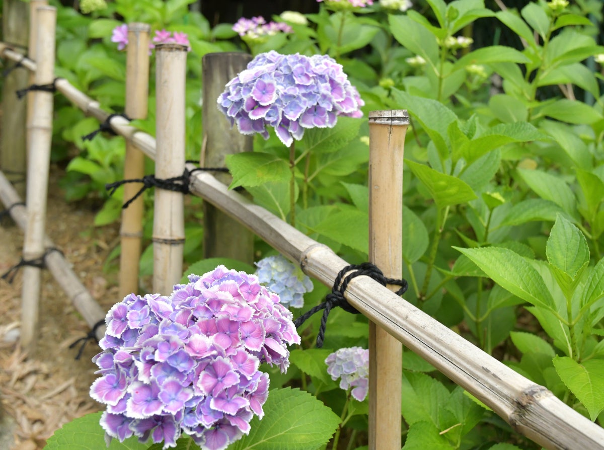 伊勢寺の参道で撮影