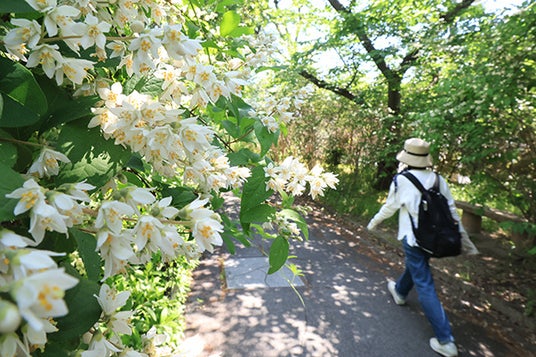 松尾芭蕉も詠んだ高槻市の「玉川の里」でウノハナが見頃 松尾芭蕉も詠んだ高槻市の「玉川の里」でウノハナが見頃