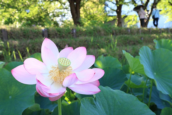 早朝に咲く大輪 高槻市の新川でハスが開花