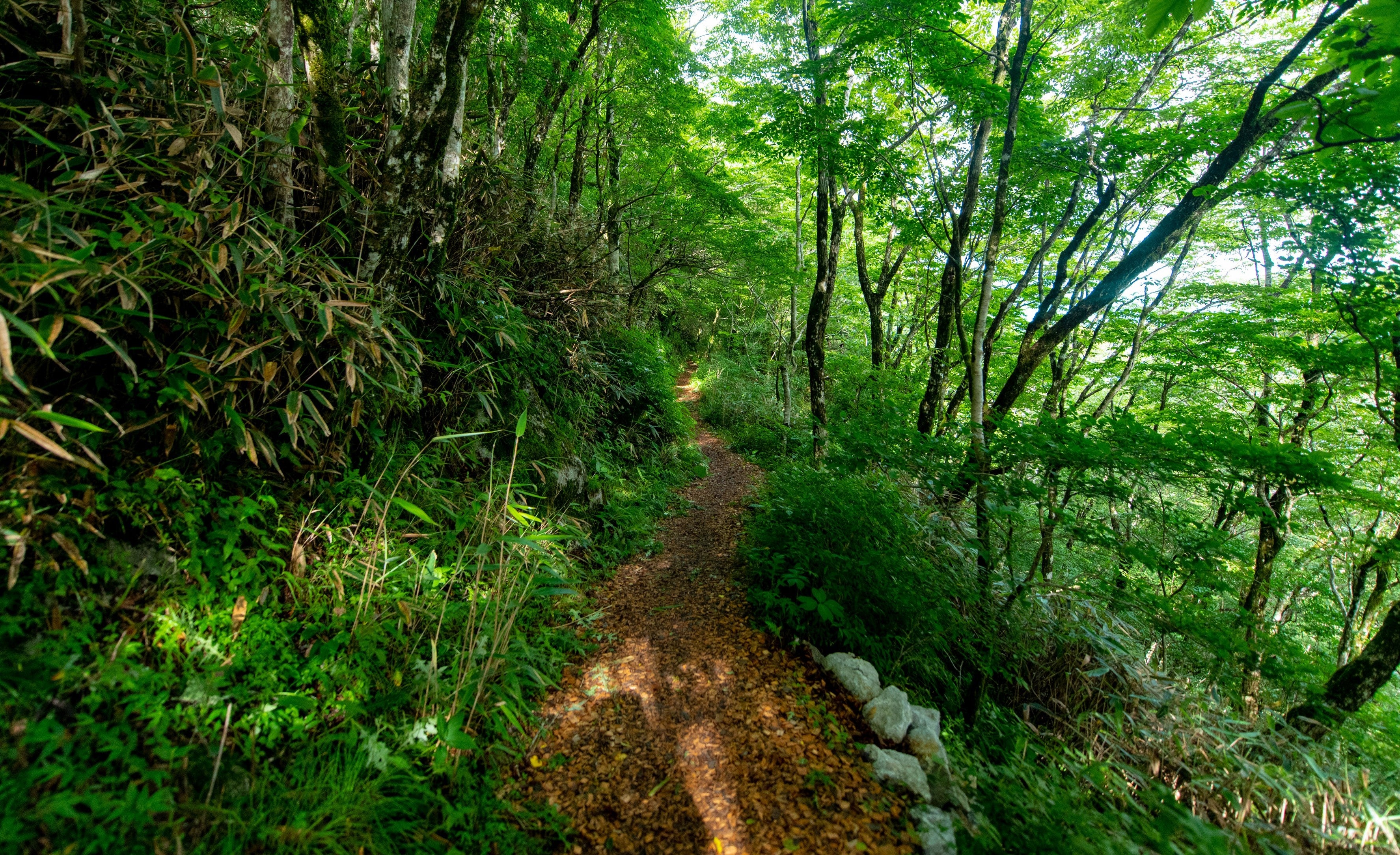 森林セラピーロード