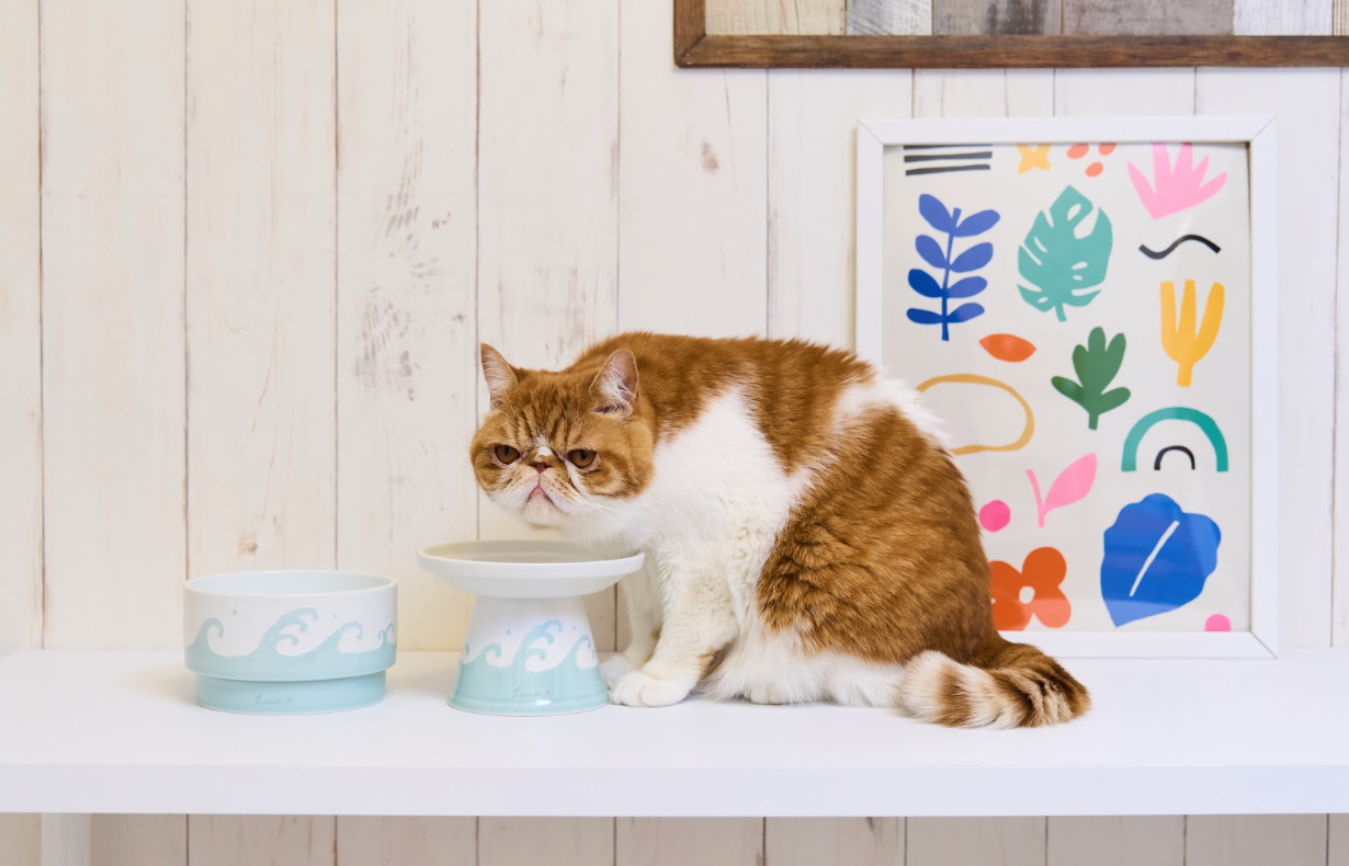 愛猫ちゃん、愛犬ちゃんに高級素材、檜の贅沢な食事台はいかがでしょ