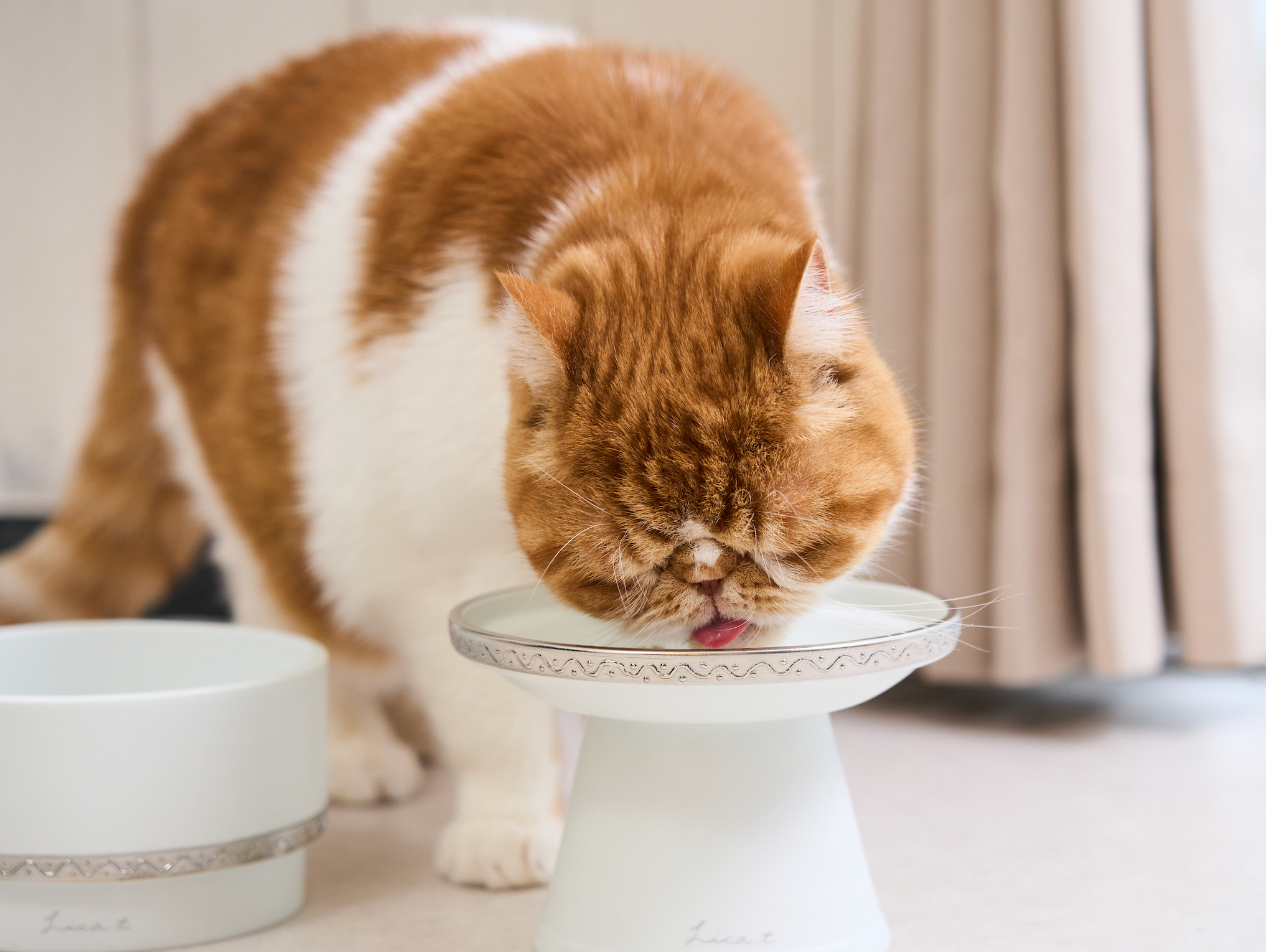 愛猫ちゃん、愛犬ちゃんに高級素材、檜の贅沢な食事台はいかがでしょ