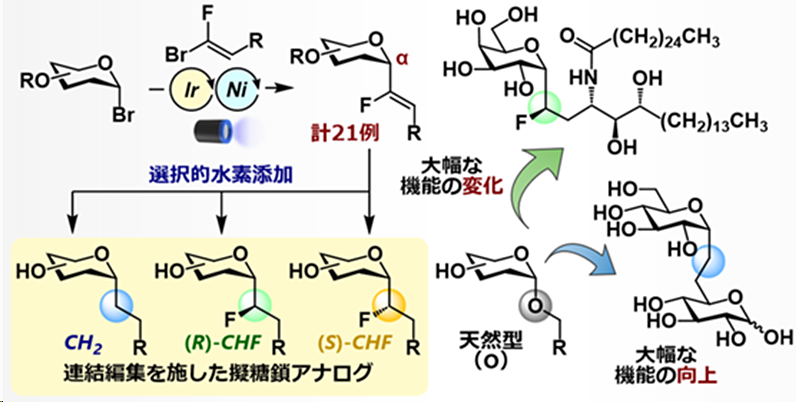 見た目はそっくり、中身は違う”（C-グリコシド型）擬複合糖質を
