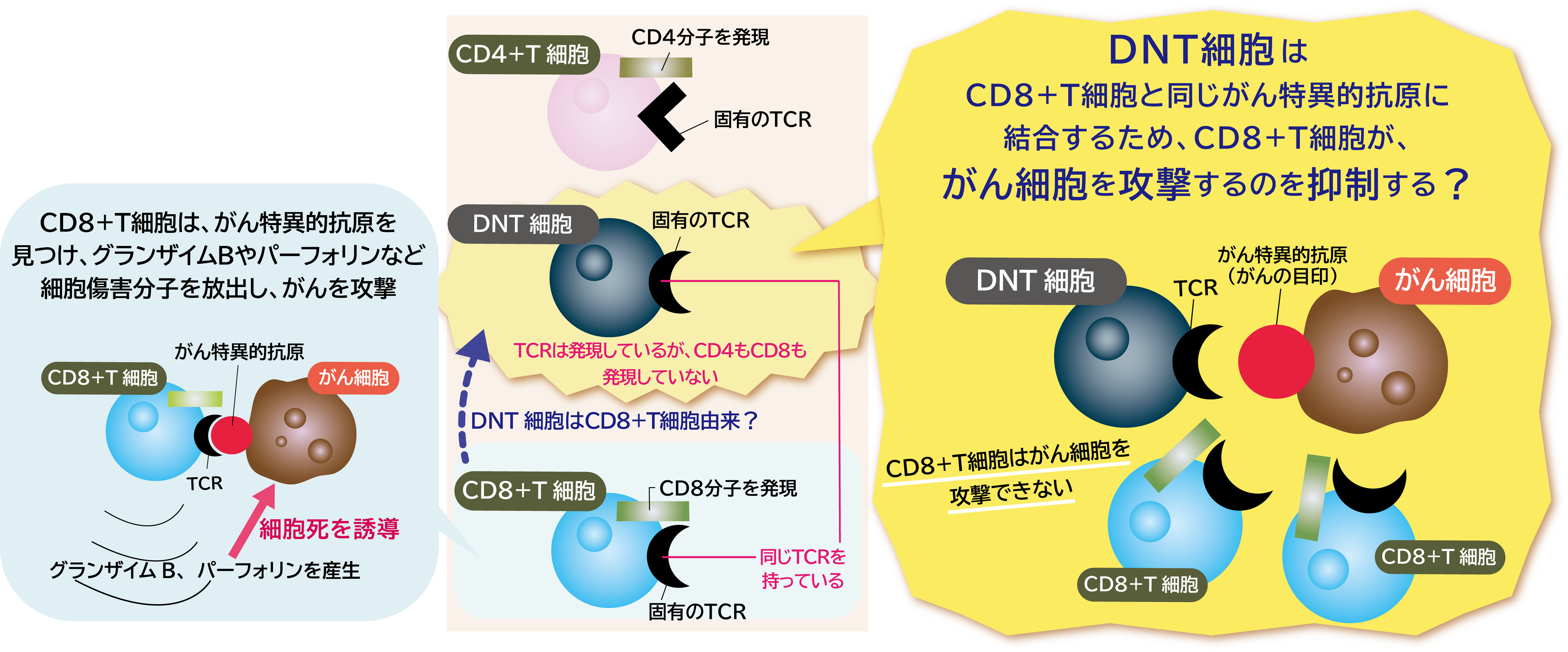 細胞分離マグネット　細胞分離　ネガティブソーティング ポジティブソーティング CD4-CD8-ダブルネガティブT細胞が大腸がんを攻撃する免疫を抑え