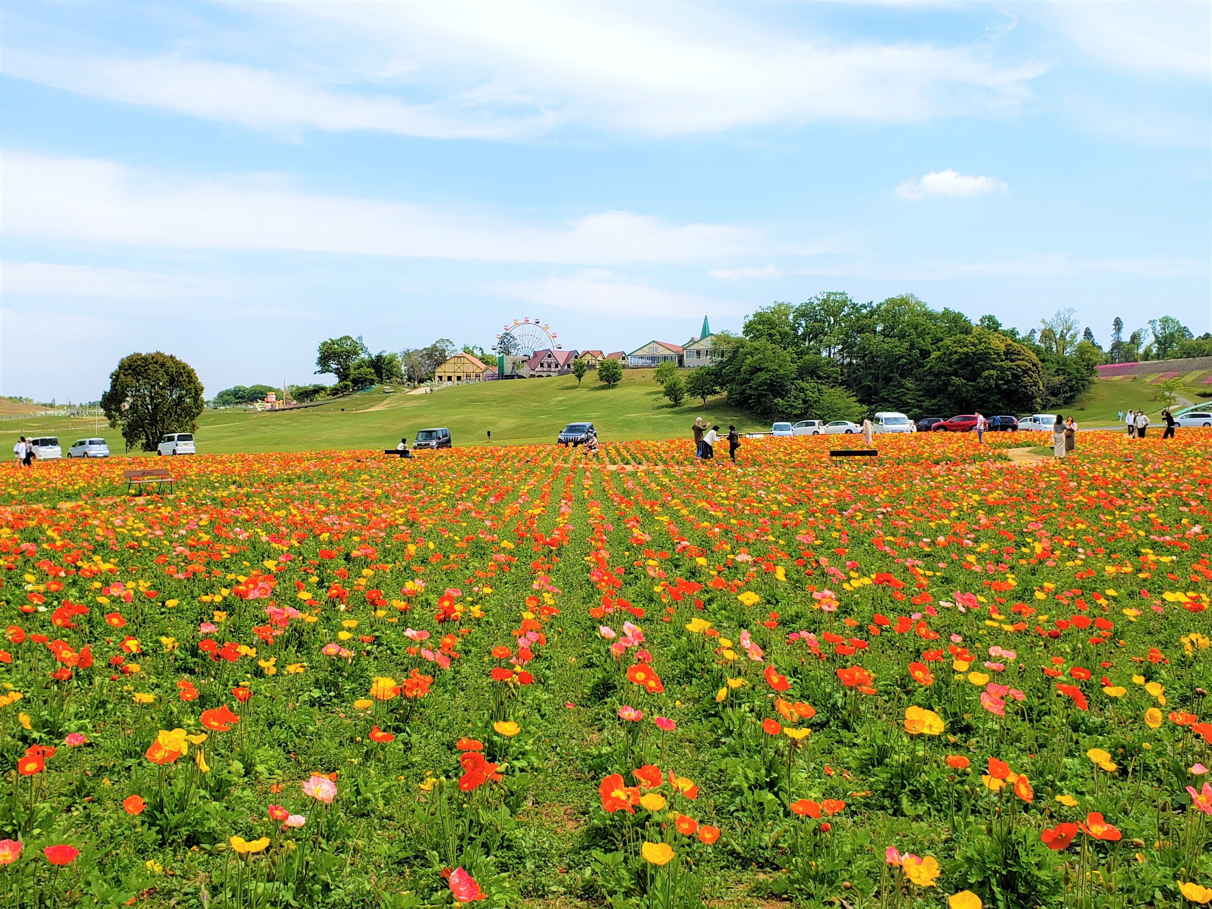 ポピー2021年度撮影