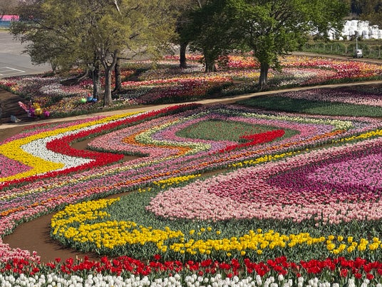 地域と咲かせる希望のバトン「スーパーレインボーフェス」へチューリップの球根5,000球を無償提供 地域と咲かせる希望のバトン「スーパーレインボーフェス」へチューリップの球根5,000球を無償提供