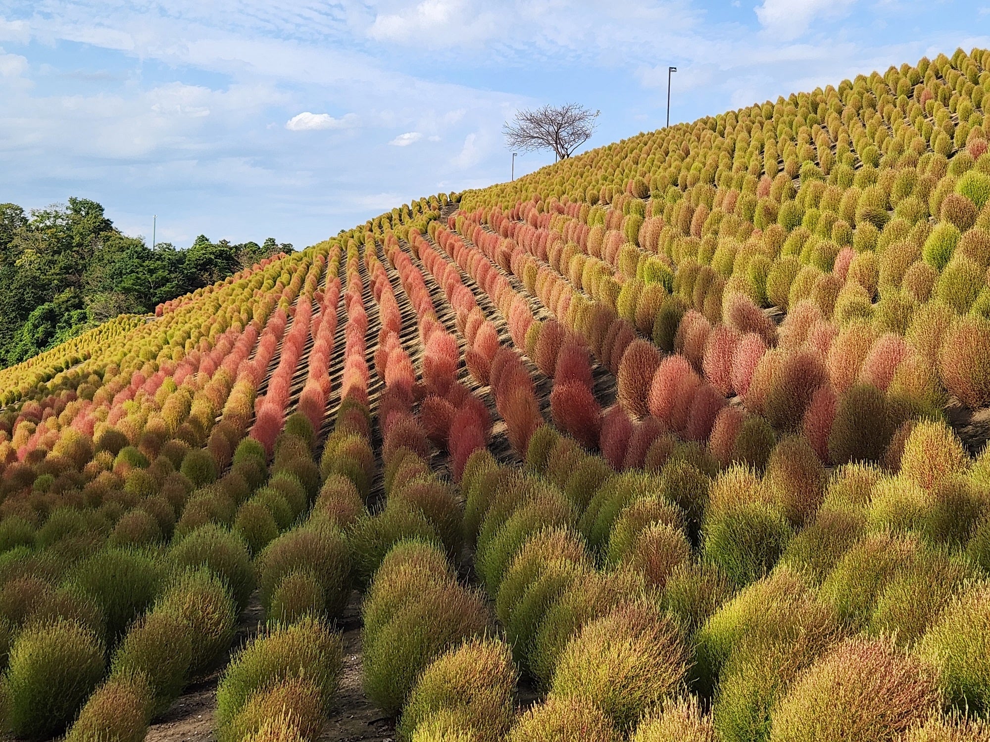 こちらの写真は10月2日撮影