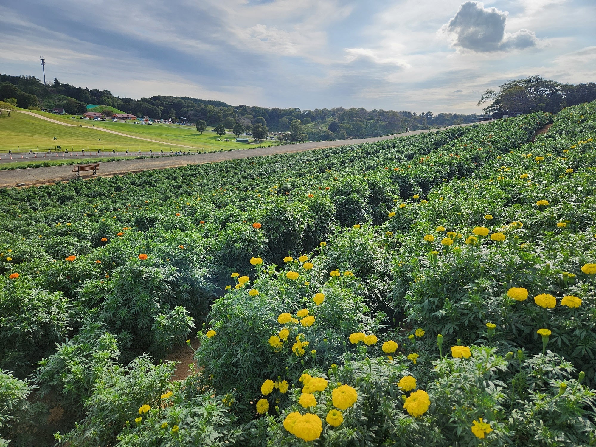 こちらの写真は10月2日撮影