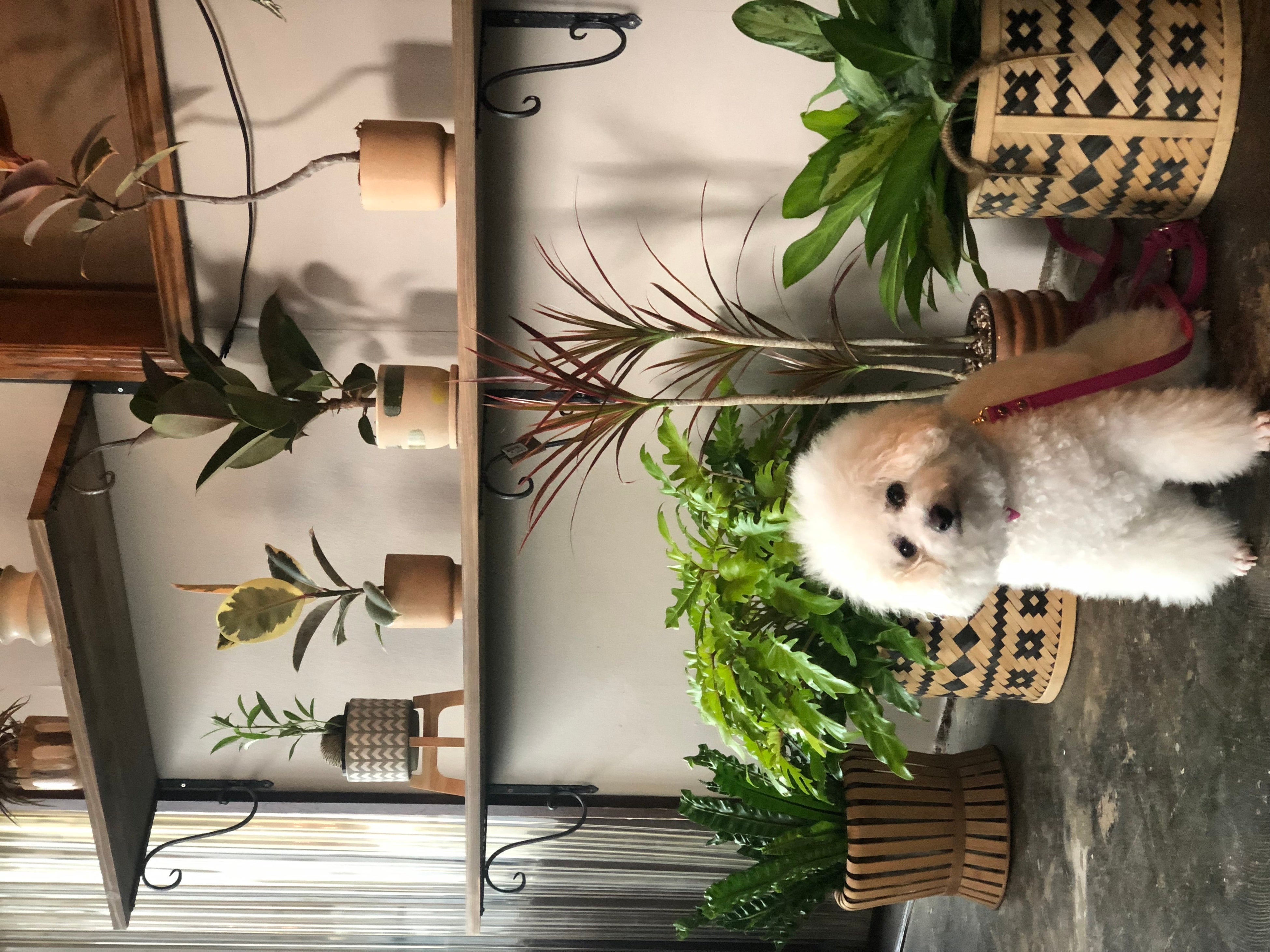 店内はペット同伴可。