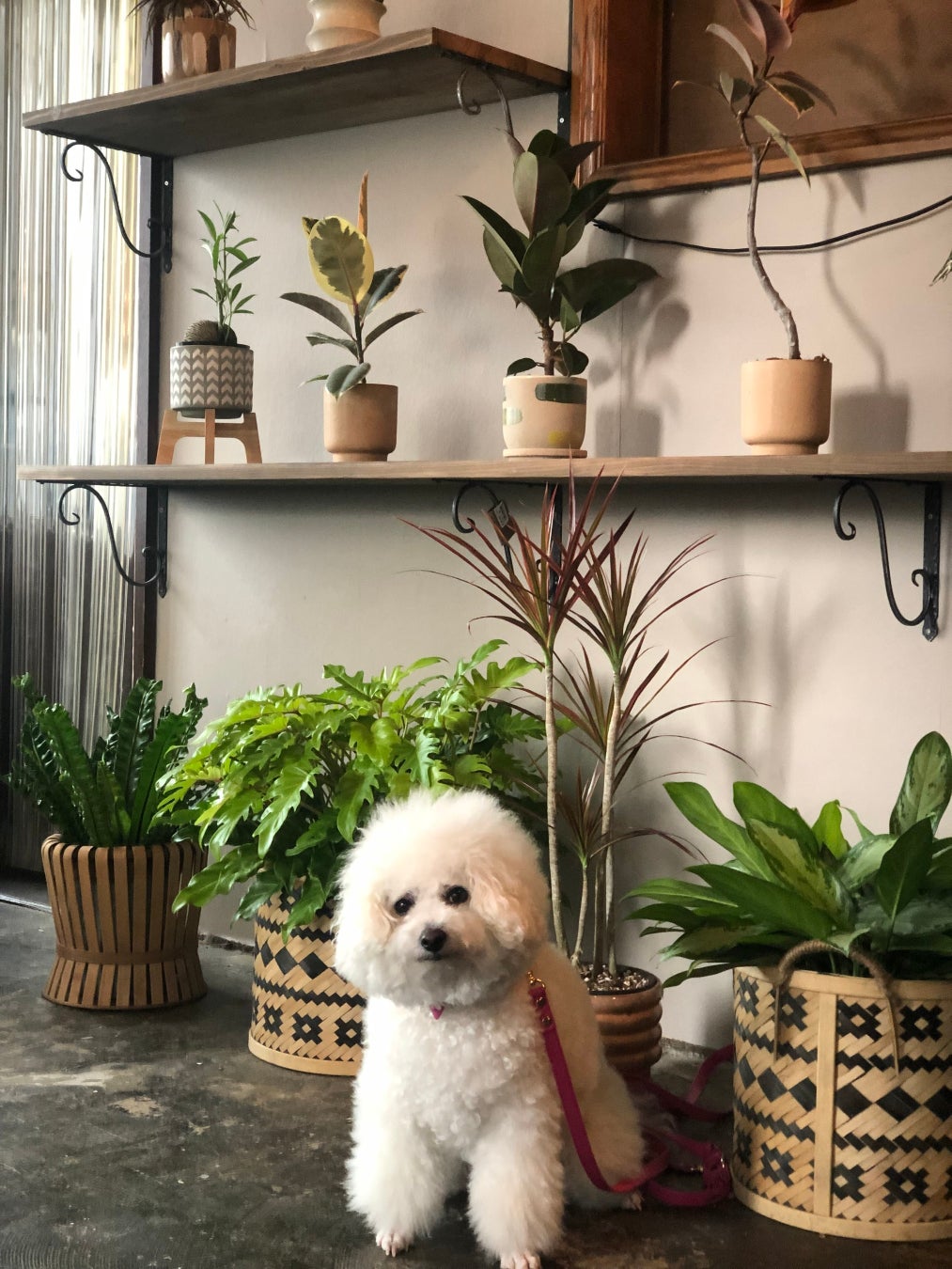 店内はペット同伴可。