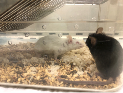 図１：テストマウス(黒色)は、体が大きい異種のマウス(白色）からの慢性ストレス下に置かれる。うつ病などストレスにより誘発される精神疾患のモデルとして使用されている。