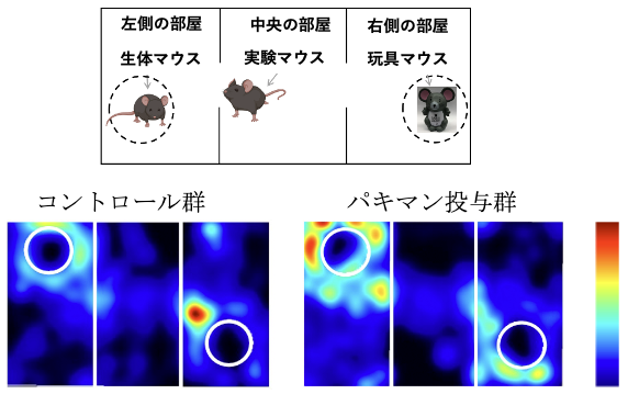 図２：マウスの社会性を調べるテスト（上）。ストレスを受けることで、社会的交流時間が減少する（うつ症状の指標）。パキマンを経口投与することで、新規マウスとの交流時間が回復したことを、マウスの動きを追跡することで、ヒートマップで示した(下)。
