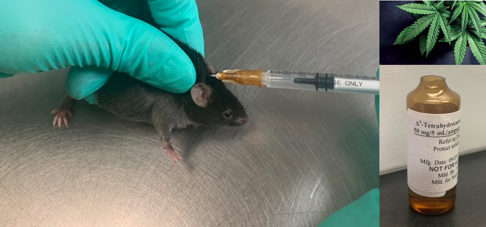 図1：大麻から抽出された精神作用を起こす主要成分THC（右図）を、マウス思春期（生後30日から51日まで）に投与した。