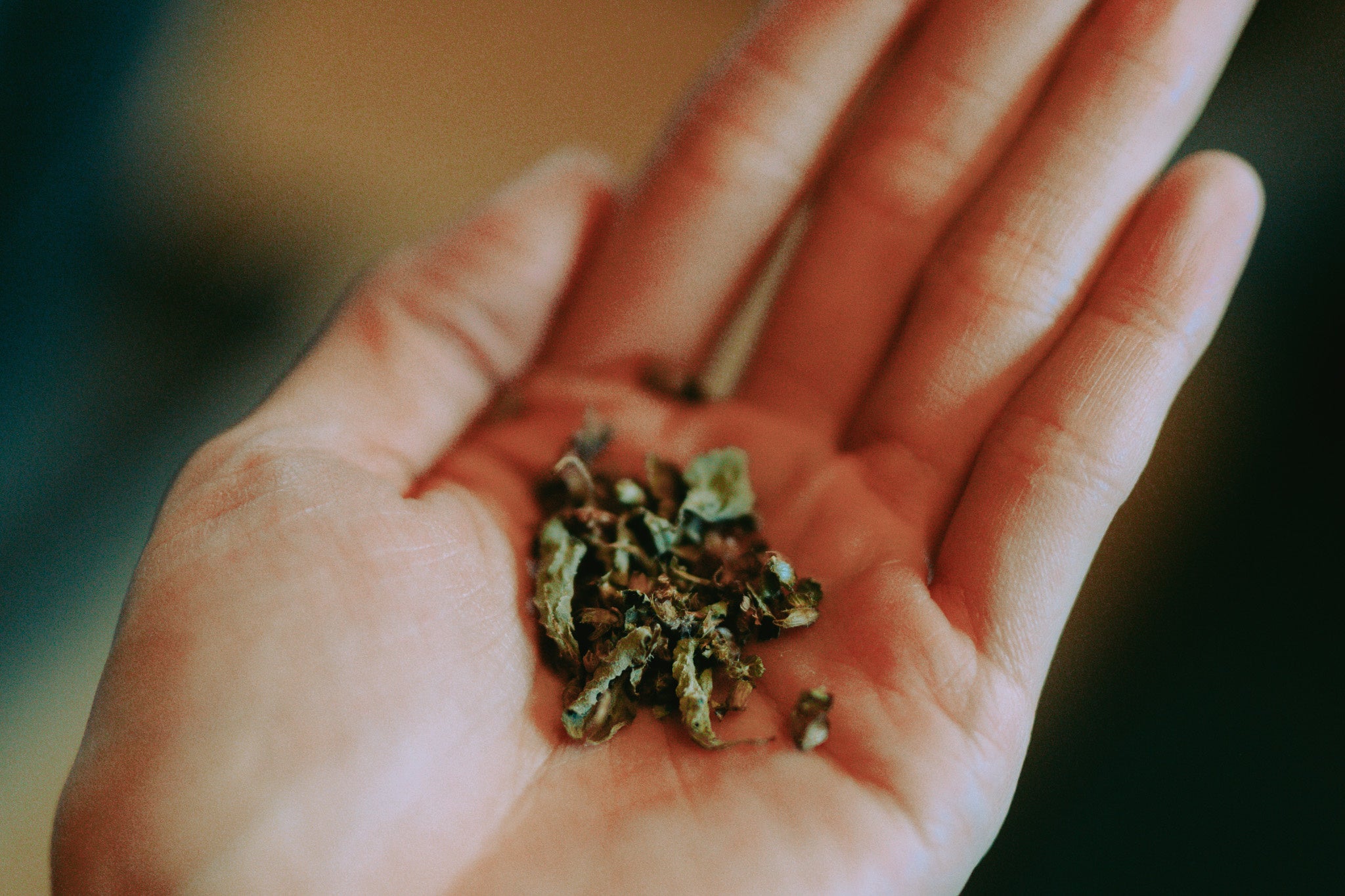 ホーリーバジル