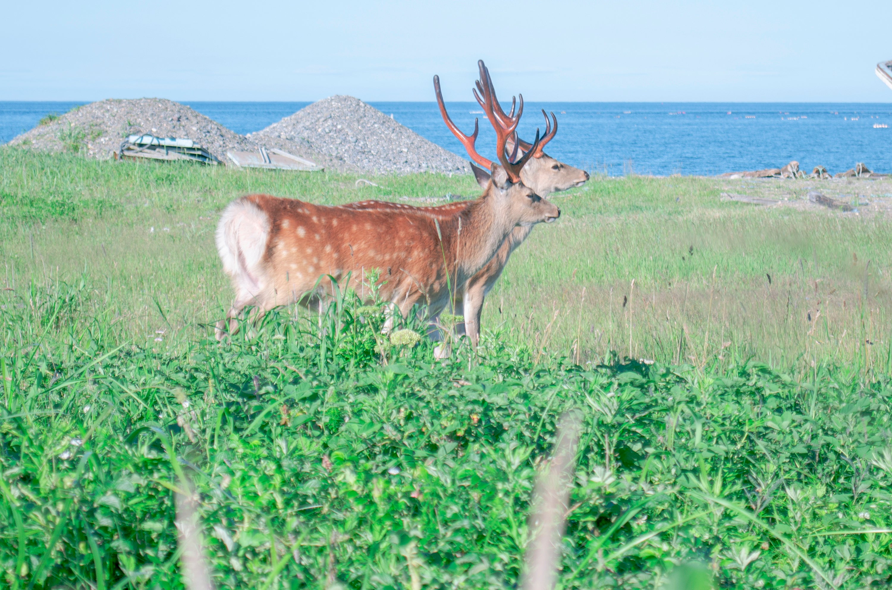 鹿がよく歩いています