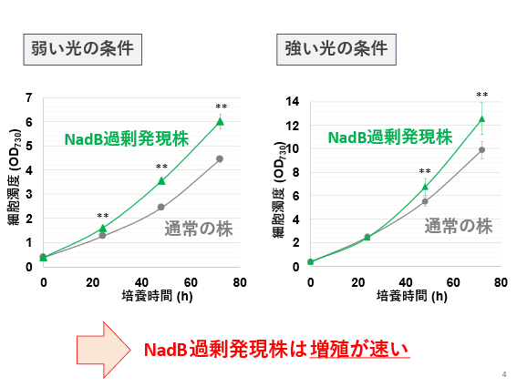 図4. NadB過剰発現株の増殖曲線