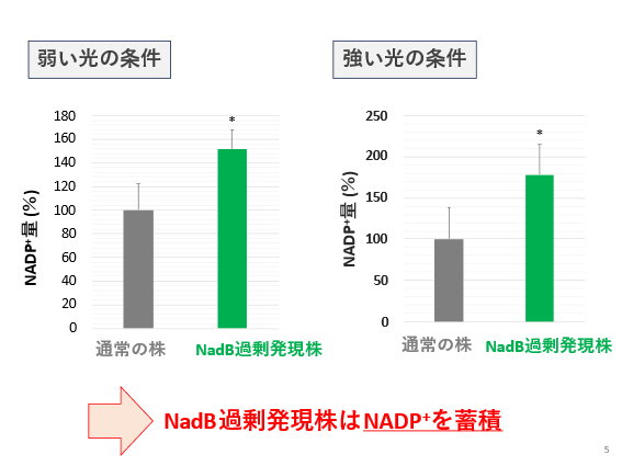 図5. NadB過剰発現株のNADP+量