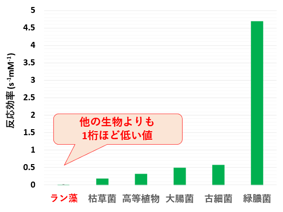 図2. シネコシスティス（ラン藻）のNadBと他の生物のNadBの反応効率の比較