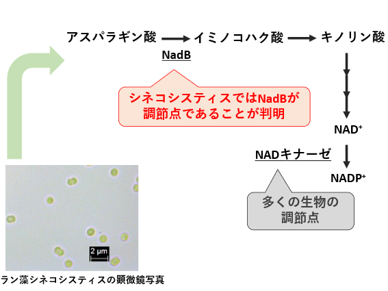 図1. ラン藻におけるNADP+の合成経路と本研究成果の概要