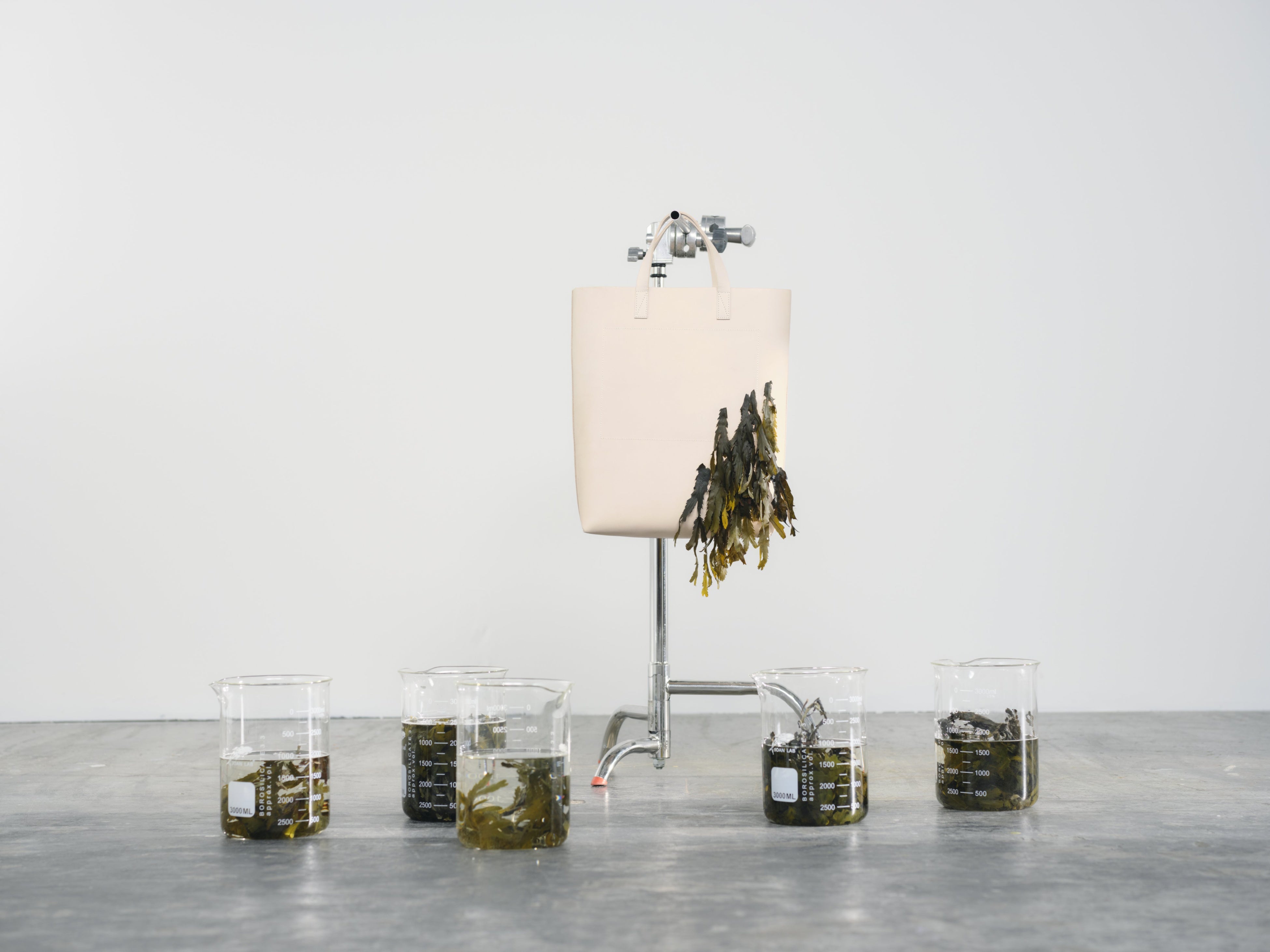 PhycoLabs（ブラジル）