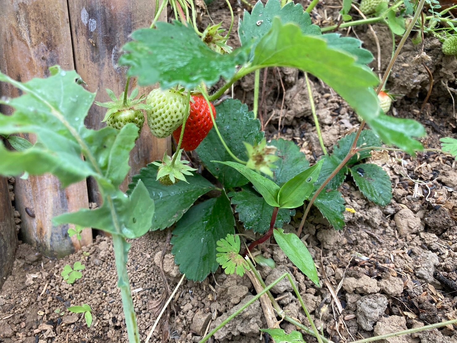 規格外いちごたち