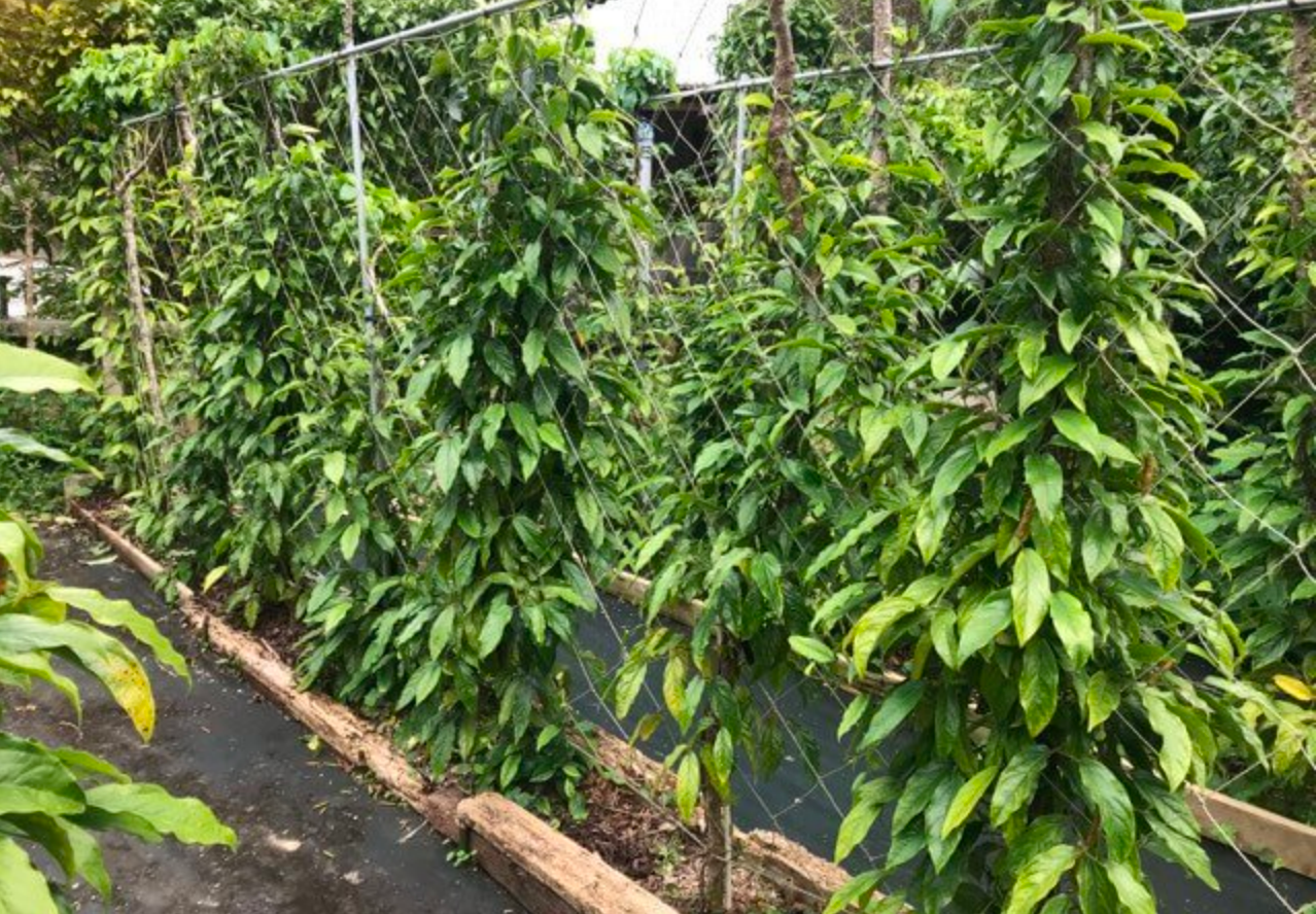 ピィパーズ農園