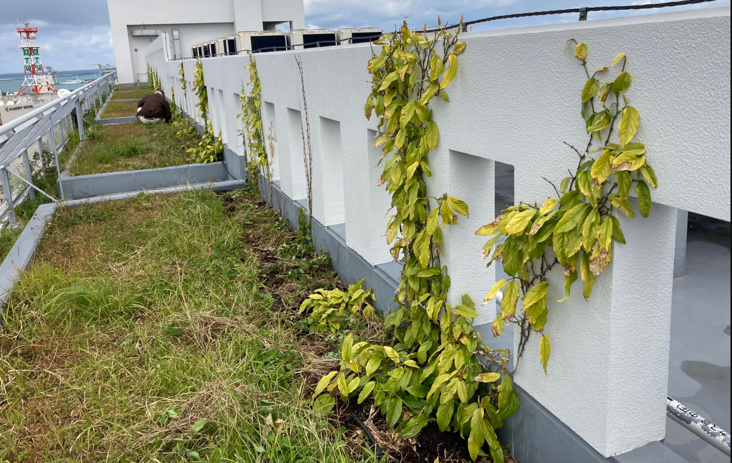 ピィパーズSDGsボランティア