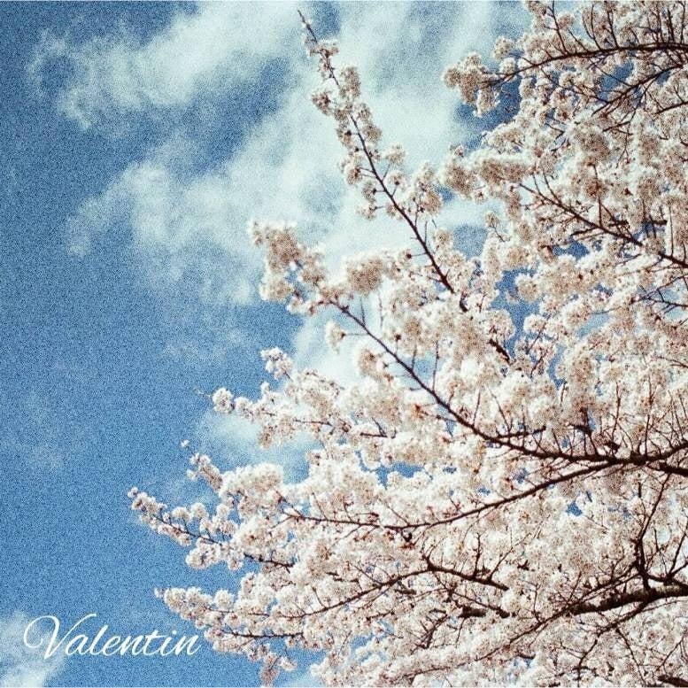 「Tender」アートワーク