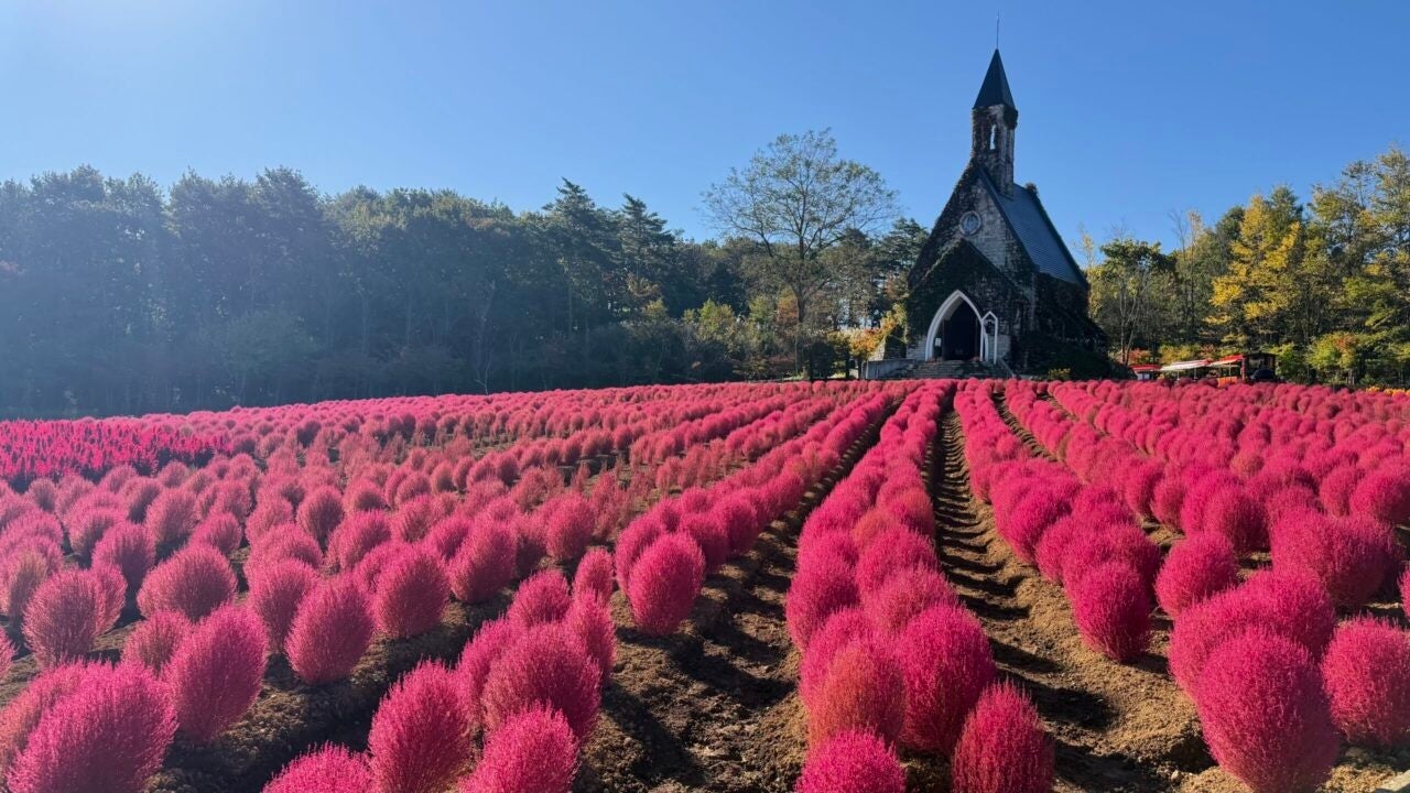 【岐阜・ひるがの高原】秋の花畑がいよいよフィナーレ！約3,000株の真っ赤なコキアが見頃のピークに
