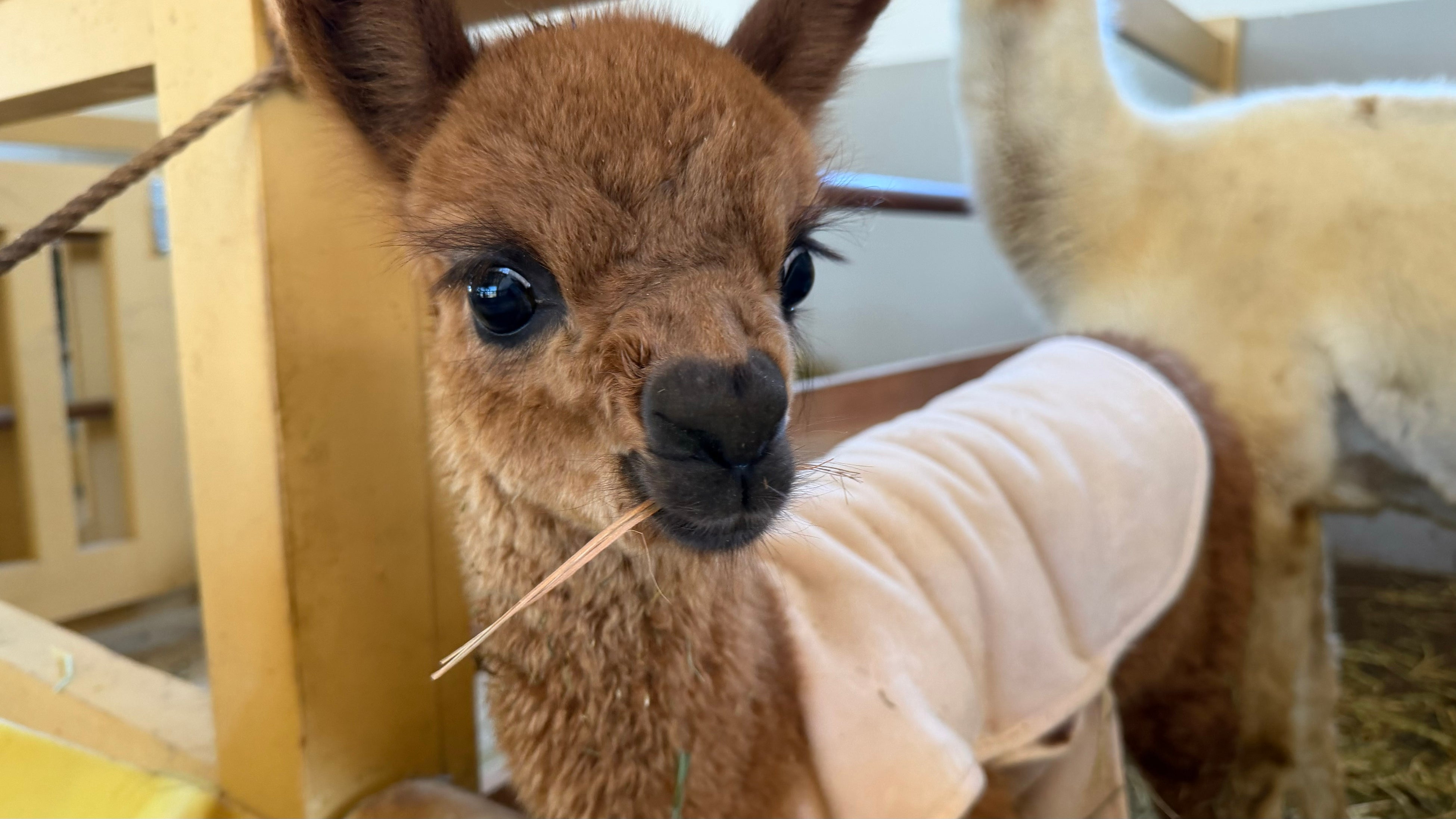 生後１か月で姪っ子ができた！？牧歌の里でアルパカの赤ちゃんが相次いで誕生！