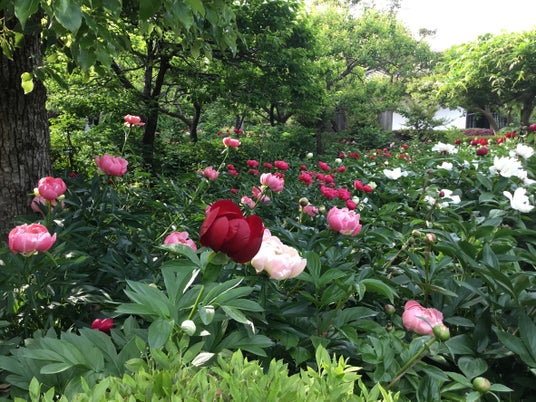 奈良県葛城市「石光寺 染寺」のシャクヤクが、ゴールデンウィーク(4月28日~5月10日)に見頃を迎えます 奈良県葛城市「石光寺 染寺」のシャクヤクが、ゴールデンウィーク(4月28日~5月10日)に見頃を迎えます