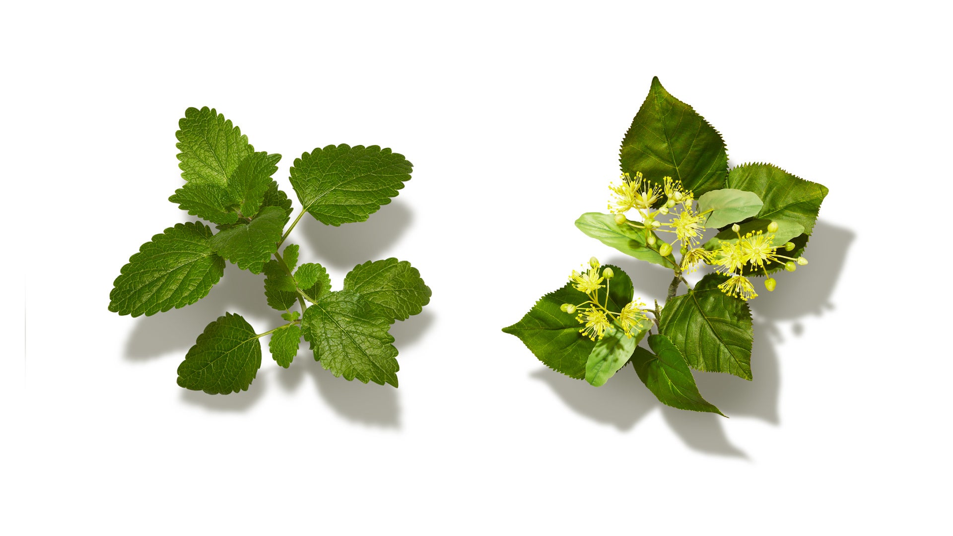 ヴィクトル・ブローネル、Hypnotique、海外版超希少レゾネ、新品額付