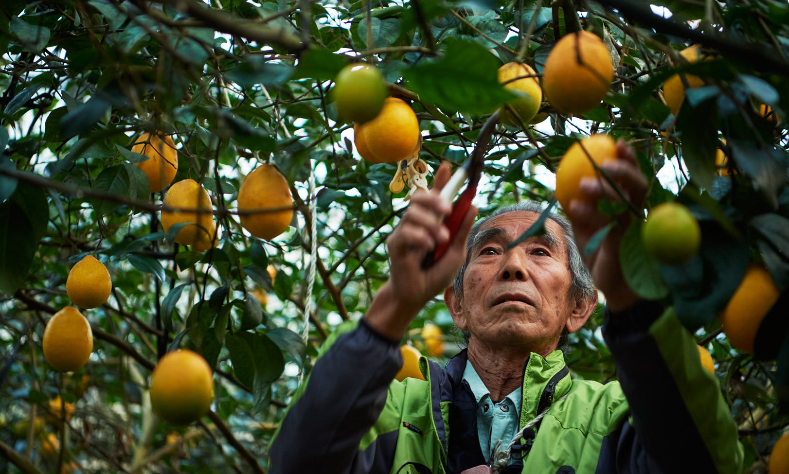 八丈島レモン生産出荷組合 組合長 奥山正孝さん