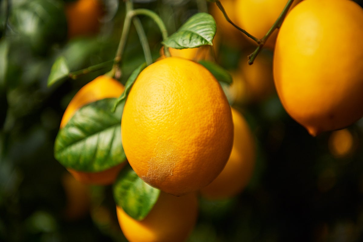 八丈フルーツレモン