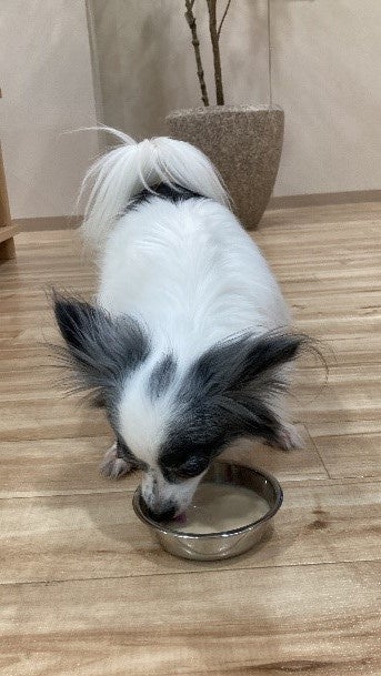 わんわんカロリーパワーを飲む社員犬