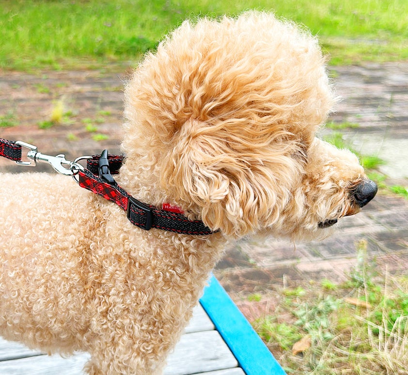 エブリデイ　ダブルDカン首輪装着画