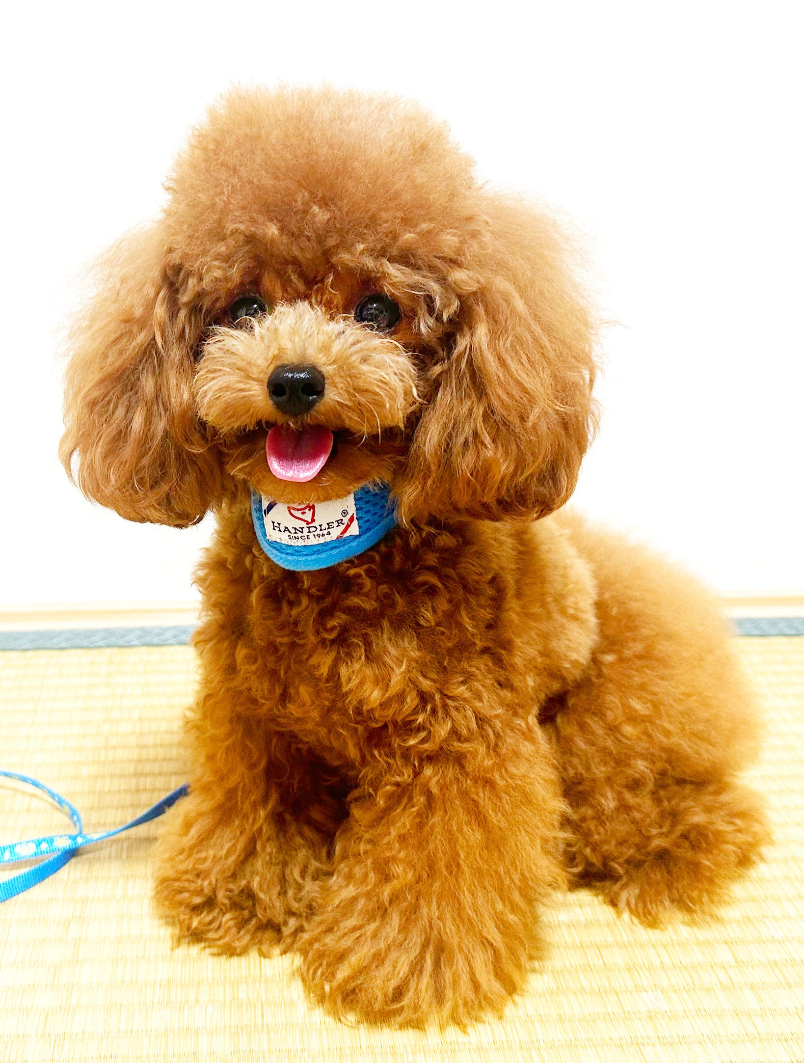 パピー　ソフト首輪付引ひも装着画像